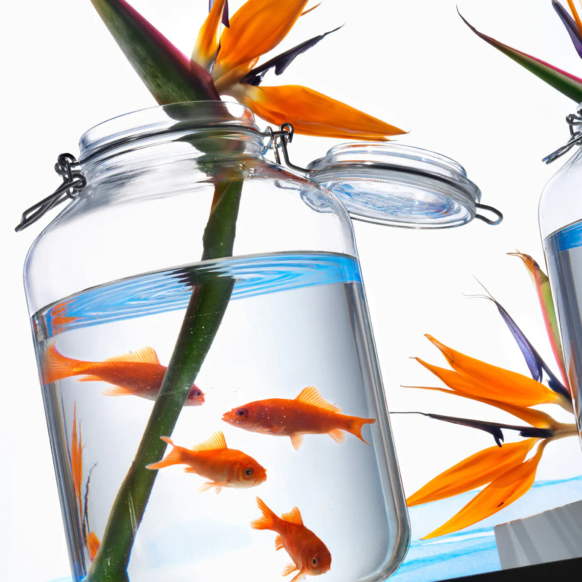 Bormioli Rocco Fido 500cl Food Jar